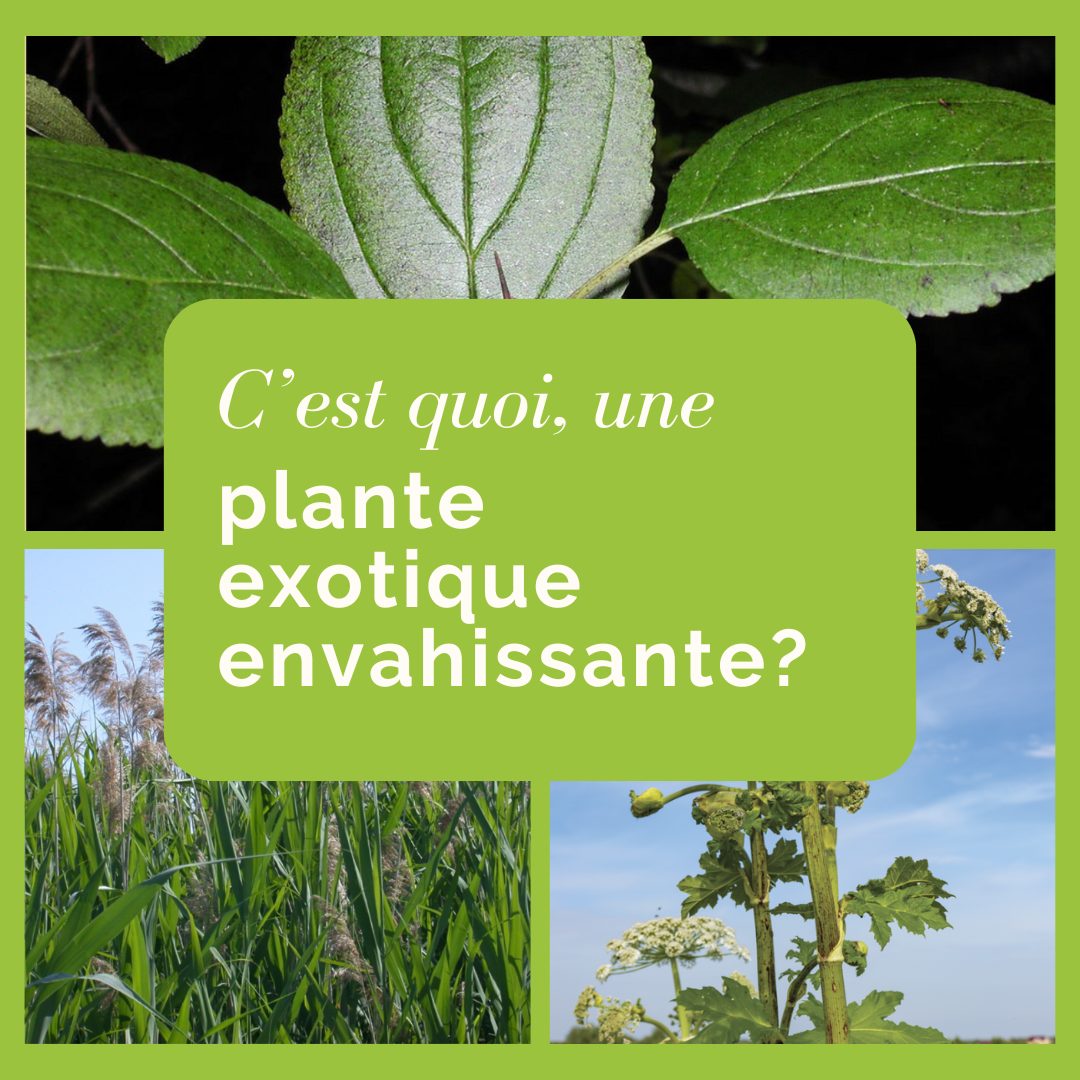 c'est quoi, une plante exotique envahissante?